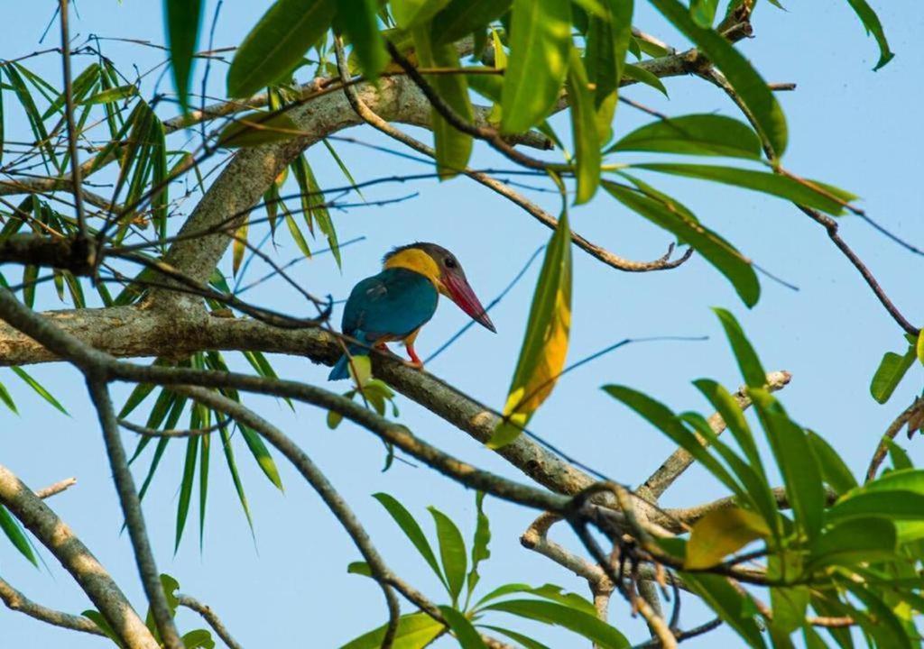 Goyambokka Peacock Garden Tangalle Luaran gambar