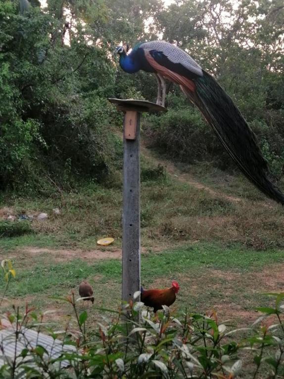 Goyambokka Peacock Garden Tangalle Luaran gambar